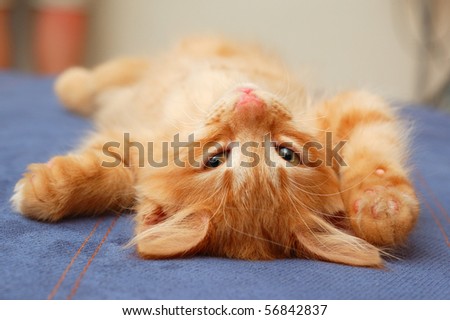 kitten lying on the back on sofa
