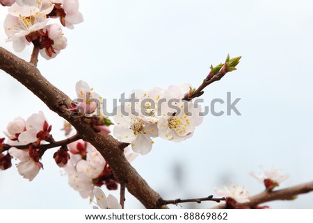 spring tree branch blooming flower over sky
