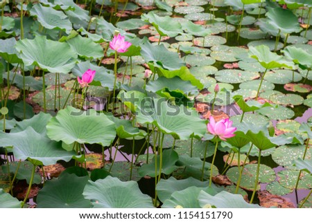 Blooming Lotus