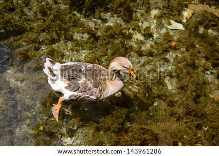 wild-goose swimming in the pond in transparent water, wild nature