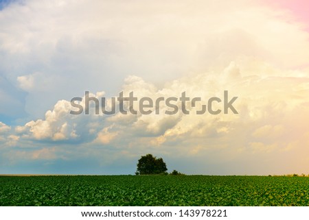 paradise on earth, magical country landscape, green field, color sky with light clouds and tree