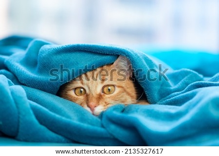 Similar – Image, Stock Photo Ginger cat is laying on sofa