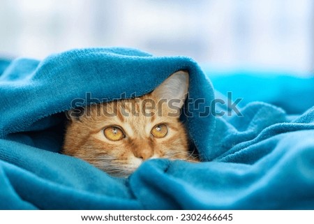 Image, Stock Photo Ginger cat is laying on sofa