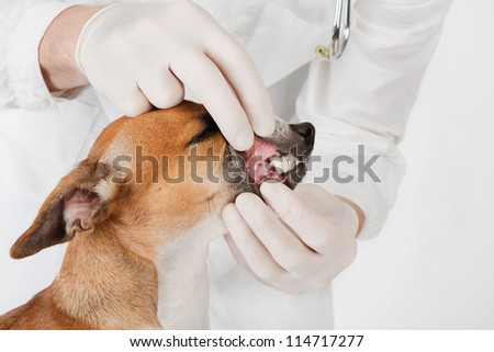 Pet getting teeth examined by veterinarian on white background. Vet doctor in white coat and medical gloves is looking dog\'s  teeth. Vet with Jack Russel terrier