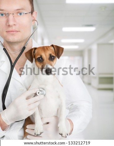 Vet holding dog in the interior of the veterinary clinic. Veterinary. Dog Jack Russell terrier is having medical examination by vet.