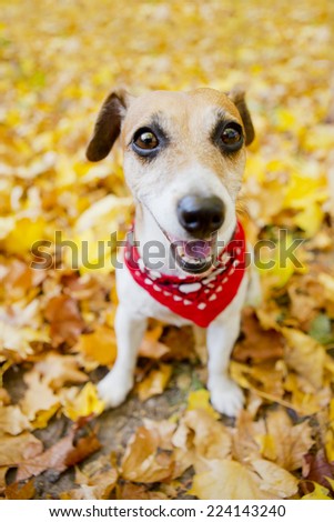 Funny dog ??walks in a beautiful autumn park. Pretty cute smiling muzzle