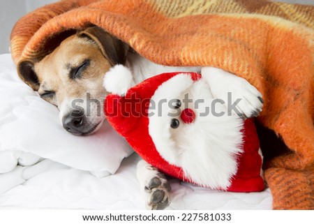 happy relaxed dog sleeps hugging a toy Santa Claus. The cozy under a blanket on the pillow. In anticipation of the holiday