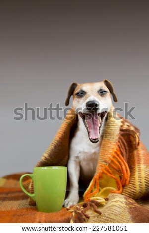 Cute dog yawns open mouth sitting next to a cup. Wrapped in a bright warm blanket. Free space for text on top