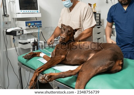 Similar – Foto Bild Tierarzt bei der Vorbereitung eines Hundes für eine Tomographieuntersuchung in der Klinik