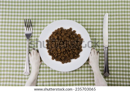 Dog paws in front of a white plate full of feed. Tasty food for dogs. School of good manners