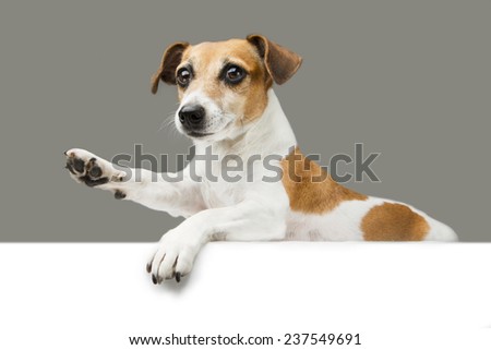 Cute dog lying on the poster. Raised paw. A Greeting. Free space for your text
