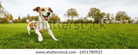 Similar – Image, Stock Photo cute jack russell dog wearing a lion costume on head. Happy dog outdoors in nature in yellow flowers meadow. Sunny spring