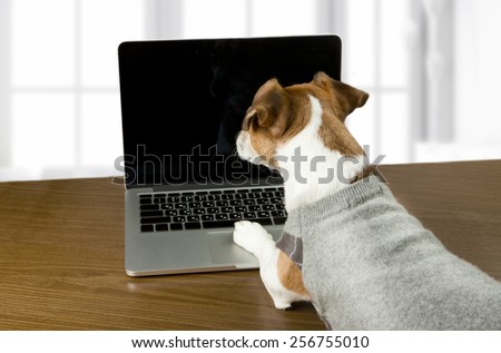 Smart dog Jack Russell terrier works in the office at the computer. Licked. Black screen background you can place your information