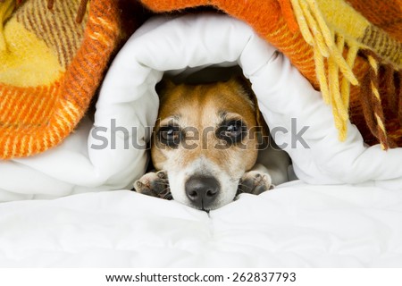Cute dog peeking out from under the soft warm blanket. Luxuriate in bed. Hiding from the cold