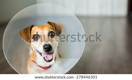 Close up portrait of funny dog Jack Russell terrier sitting with vet plastic Elizabethan collar