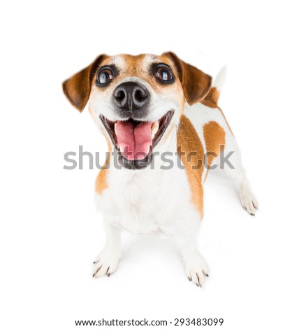Mega positive sincere smile dog. Big wide tooth smile.  On white background