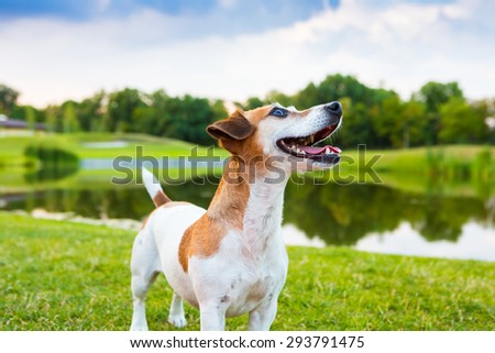 beautiful and cute fun Jack Russell terrier dog on nature background. Summer forest, meadow, lake or river> Blue sky