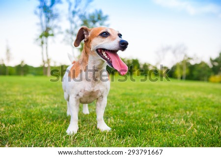 Dog is active on the background of beautiful bright summer nature. Tired after active play, breathing heavily with his tongue out