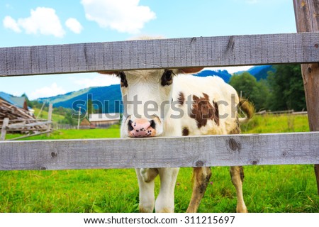 Cow bull calf peeks through the fence. Series of photos