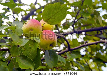 Three apples on the apple tree