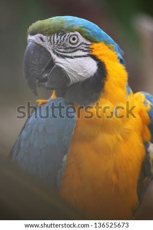 Blue-and-Yellow Macaw (Ara ararauna), also known as the Blue-and-Gold Macaw