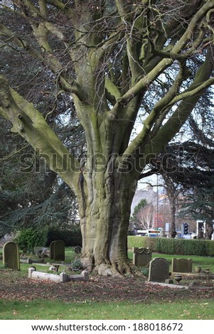 An old tree in a cemetery in Bath, Somerset, UK