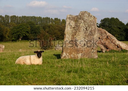 Standing stones and sheep at Stanton Drew stone circle in Somerset, England, UK.