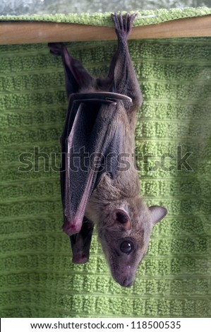 Egyptian Fruit Bat hanging upside down from its perch