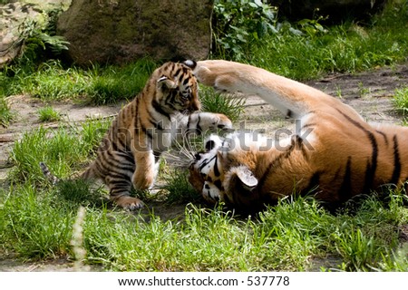 tiger cub playing with mother