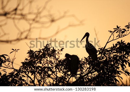 silhouette bird on branch on sunset