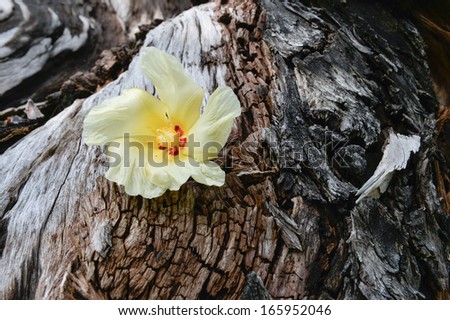 Tulip Tree flower on driftwood