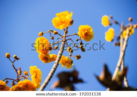 Yellow silk cotton tree flowers on blue sky