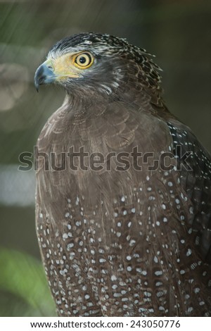 Serpent Eagle, Crested Serpent Eagle(Spilornis cheela) - Stock Image ...