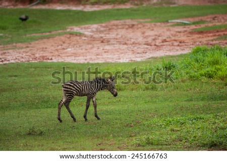 New born baby zebra free in zoo