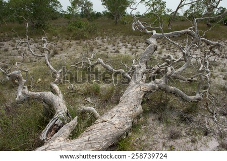 (Paper Bark Tree) Dry fallen tree in field