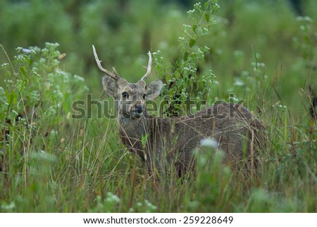 Hog deers in the forest of Thailand