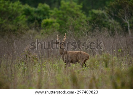 Hog deer with beautiful forest landscape in the morning time.
