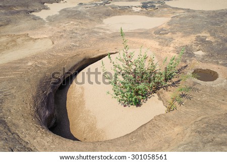 Dried river bed with a small gren plants