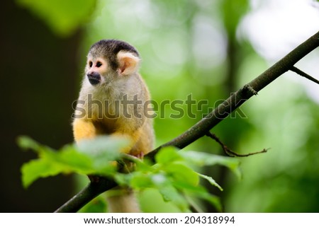 Black-capped squirrel monkey in tree