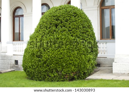 well trimmed bush near the house