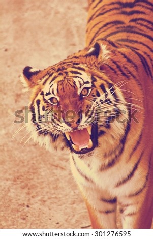 young sumatran tiger walking out of shadow/Tiger