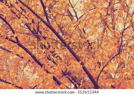 Beautiful autumnal birch tree branch with yellow leaves. Close up of autumnal tree.