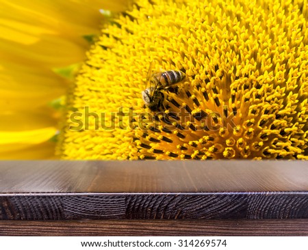 Summer scene about bees that pollinate sunflower. Bee produces honey on a flower. Summer background.