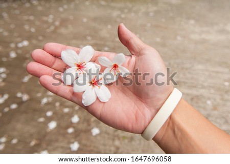 Hand holding white beautiful tung flower in tung flower season Stok fotoğraf © 