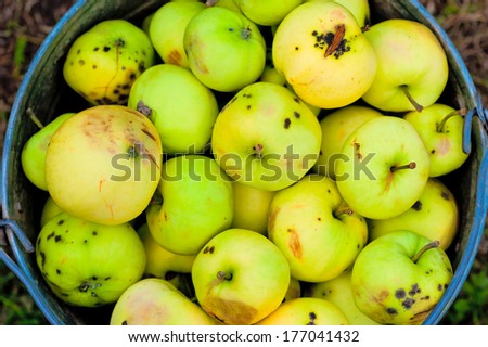 harvest broken and bad apples in a bucket
