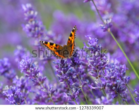 Similar – Image, Stock Photo A butterfly on lavender flower