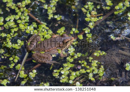 Juvenile Marsh Frog sitting in pond surrounded by duckweed