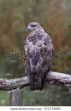 Buzzard showing its back looking to the side