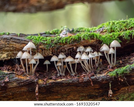 Similar – Image, Stock Photo Mushroom growing on tree trunk