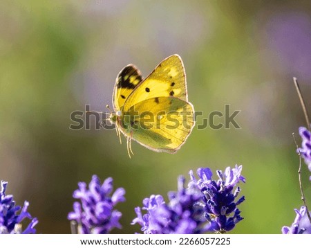 Similar – Foto Bild Schmetterling Insekt